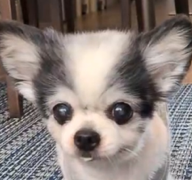 こころみたすペット思い出セレモニーにて葬儀したペットちゃん | おもちちゃん