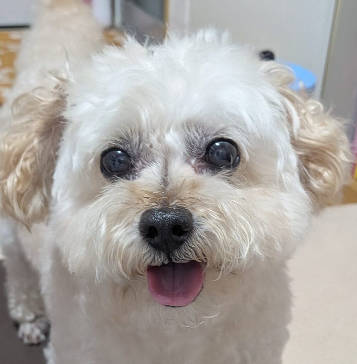 こころみたすペット思い出セレモニーにて葬儀したペットちゃん | まるくん