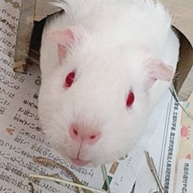 こころみたすペット思い出セレモニーにて葬儀したペットちゃん | ゆきちゃん