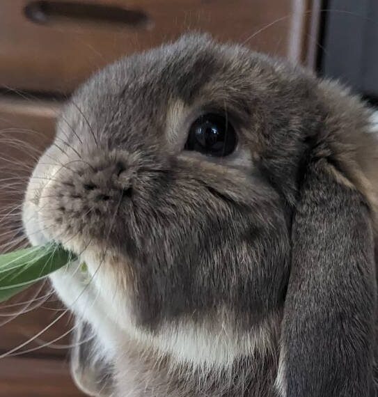 こころみたすペット思い出セレモニーにて葬儀したペットちゃん | もふおくん