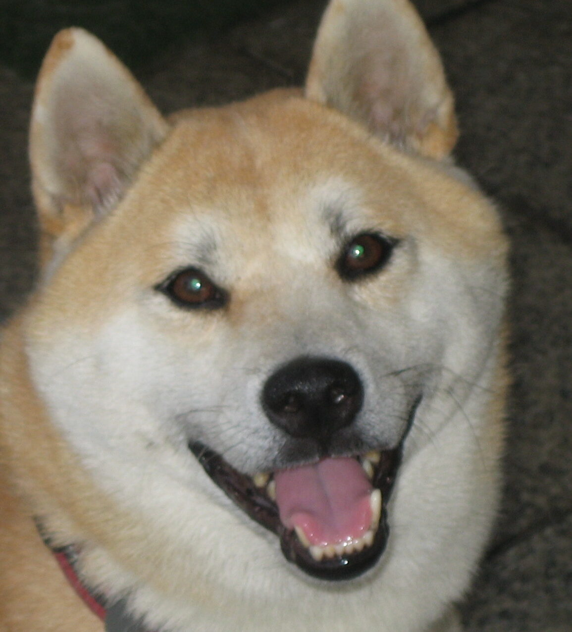 こころみたすペット思い出セレモニーにて葬儀したペットちゃん | ゴンくん