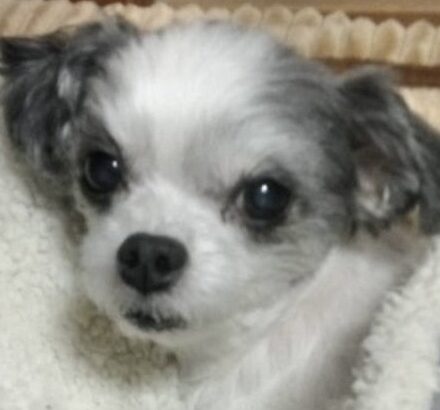 こころみたすペット思い出セレモニーにて葬儀したペットちゃん | ゆうくん