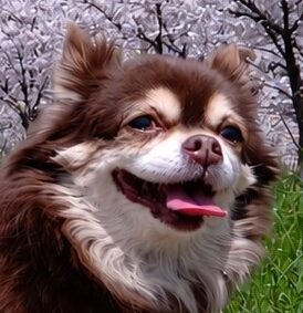 こころみたすペット思い出セレモニーにて葬儀したペットちゃん | マメちゃん
