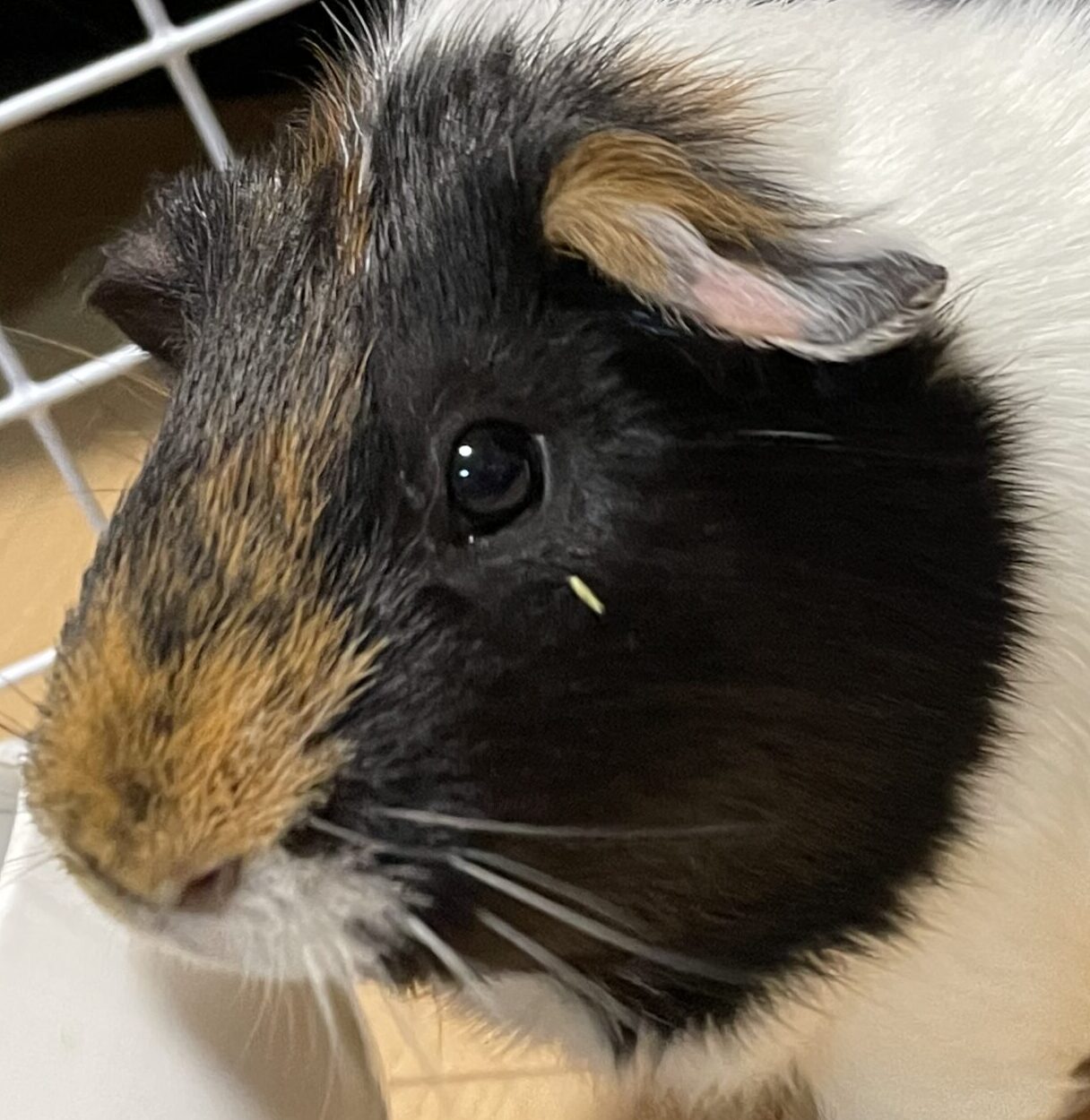 こころみたすペット思い出セレモニーにて葬儀したペットちゃん | みけごまちゃん