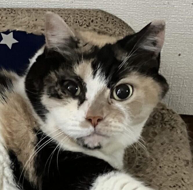 こころみたすペット思い出セレモニーにて葬儀したペットちゃん | ルーシーちゃん