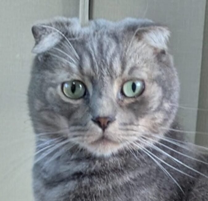 こころみたすペット思い出セレモニーにて葬儀したペットちゃん | 羅瑠くん
