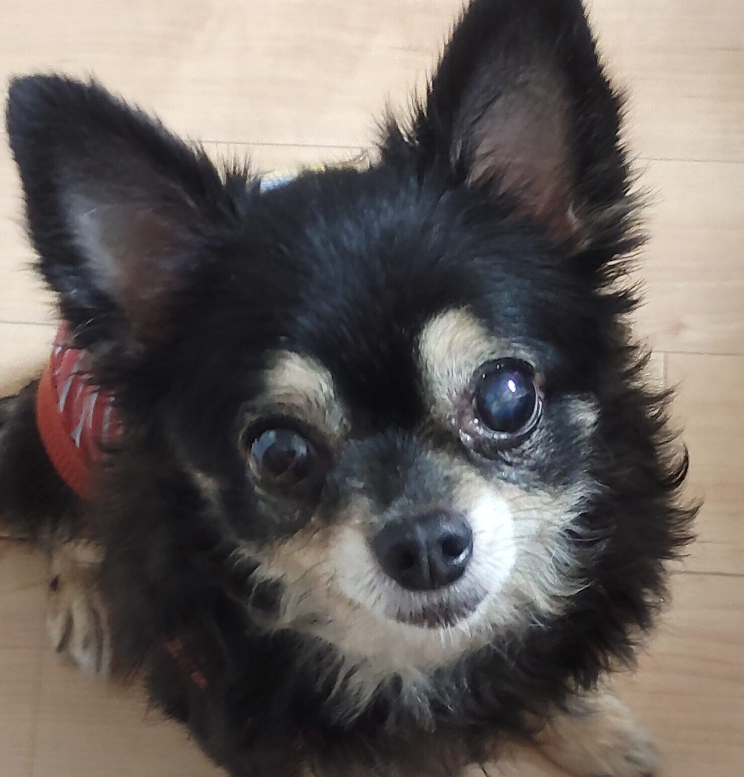 こころみたすペット思い出セレモニーにて葬儀したペットちゃん | チロルちゃん
