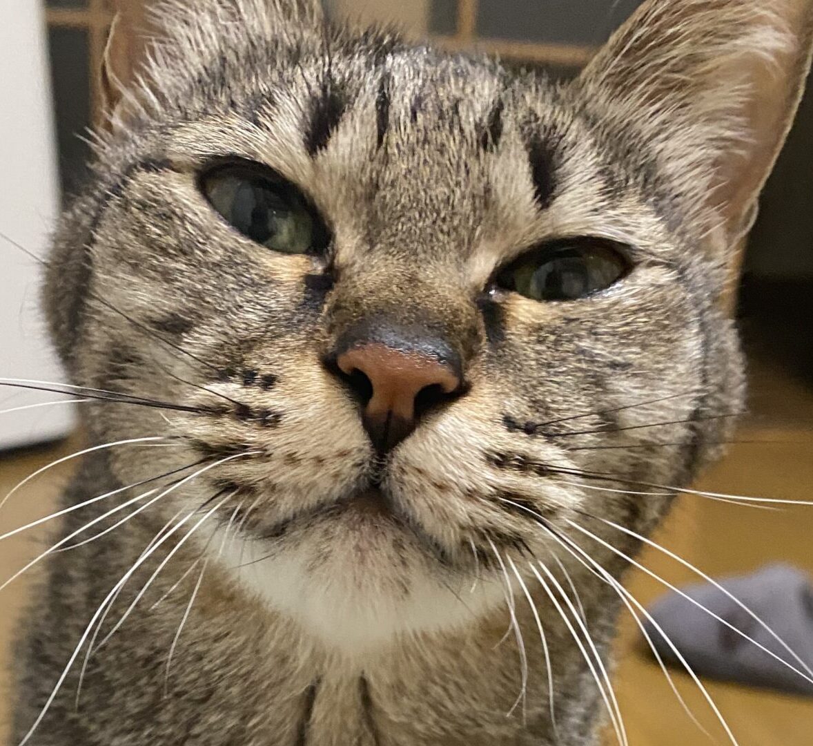 こころみたすペット思い出セレモニーにて葬儀したペットちゃん | クーちゃん
