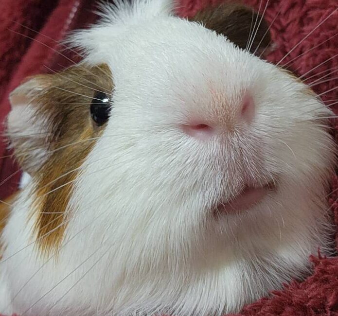 こころみたすペット思い出セレモニーにて葬儀したペットちゃん | つむじくん