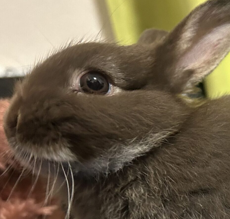こころみたすペット思い出セレモニーにて葬儀したペットちゃん | おはぎちゃん