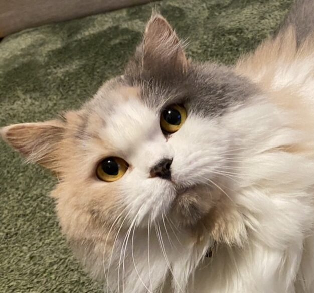 こころみたすペット思い出セレモニーにて葬儀したペットちゃん | みーちゃん