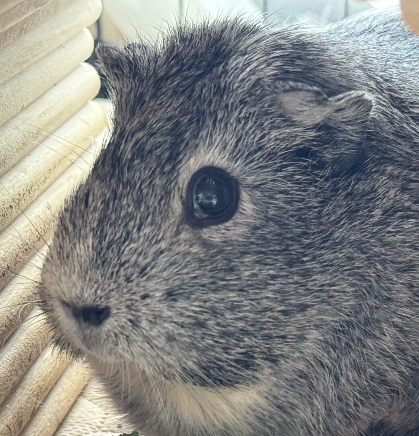 こころみたすペット思い出セレモニーにて葬儀したペットちゃん | チョコちゃん