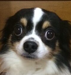 こころみたすペット思い出セレモニーにて葬儀したペットちゃん | クウガくん