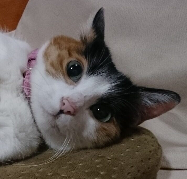 こころみたすペット思い出セレモニーにて葬儀したペットちゃん | さくらちゃん