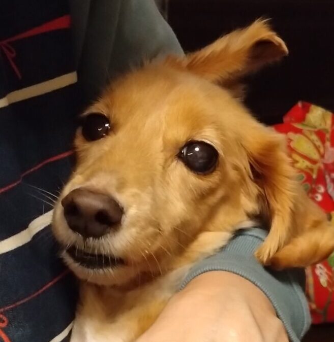 こころみたすペット思い出セレモニーにて葬儀したペットちゃん | もなちゃん