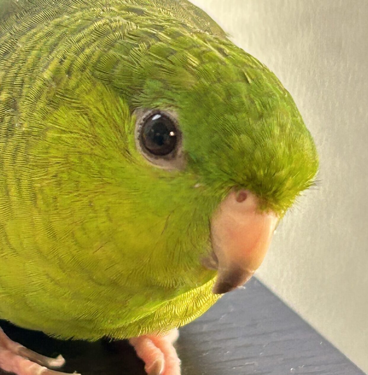 こころみたすペット思い出セレモニーにて葬儀したペットちゃん | パピくん