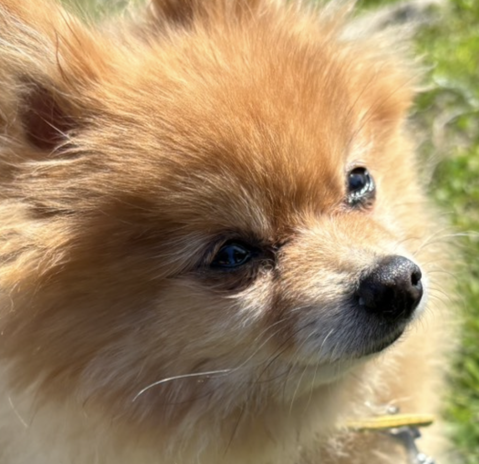 こころみたすペット思い出セレモニーにて葬儀したペットちゃん | ラッキーちゃん