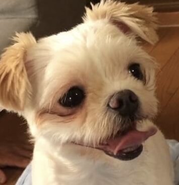 こころみたすペット思い出セレモニーにて葬儀したペットちゃん | ローくん