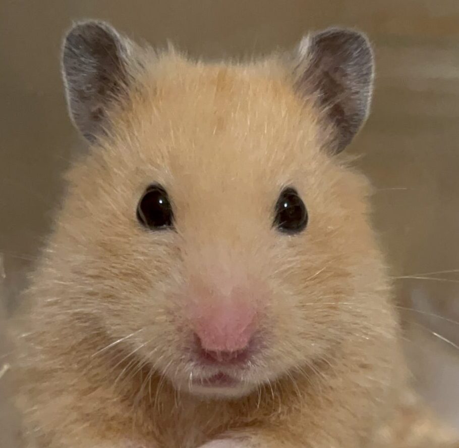 こころみたすペット思い出セレモニーにて葬儀したペットちゃん | むぎちゃん