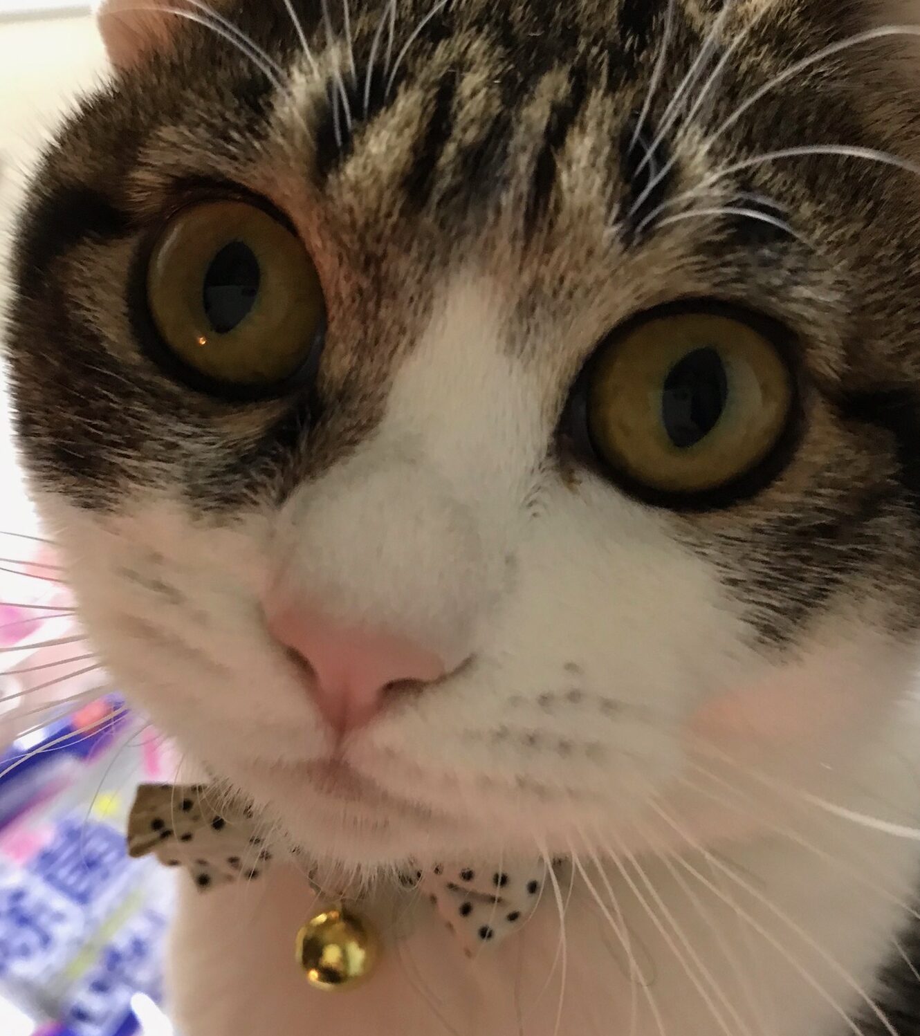 こころみたすペット思い出セレモニーにて葬儀したペットちゃん | ルナちゃん