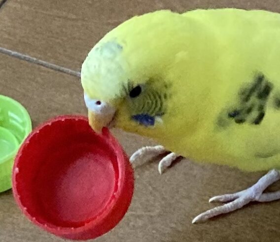 こころみたすペット思い出セレモニーにて葬儀したペットちゃん | ぽぽちゃん
