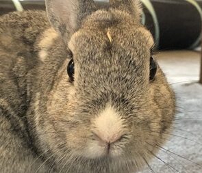 こころみたすペット思い出セレモニーにて葬儀したペットちゃん | ジュリーくん