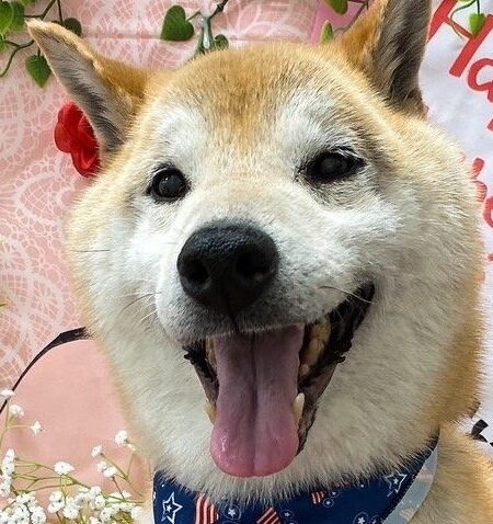 こころみたすペット思い出セレモニーにて葬儀したペットちゃん | コウくん