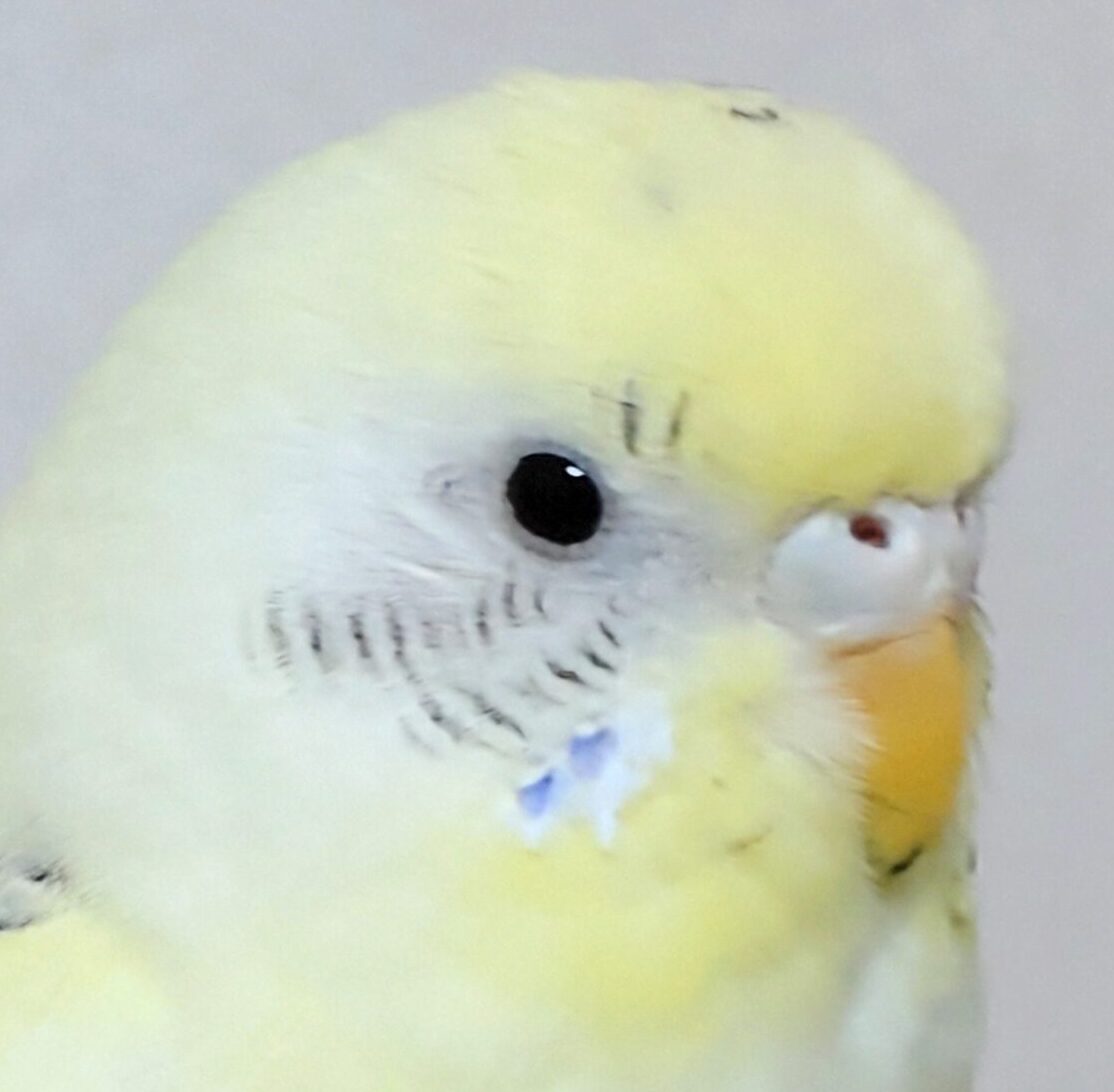 こころみたすペット思い出セレモニーにて葬儀したペットちゃん | さくらちゃん