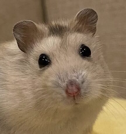 こころみたすペット思い出セレモニーにて葬儀したペットちゃん | たまごやきちゃん