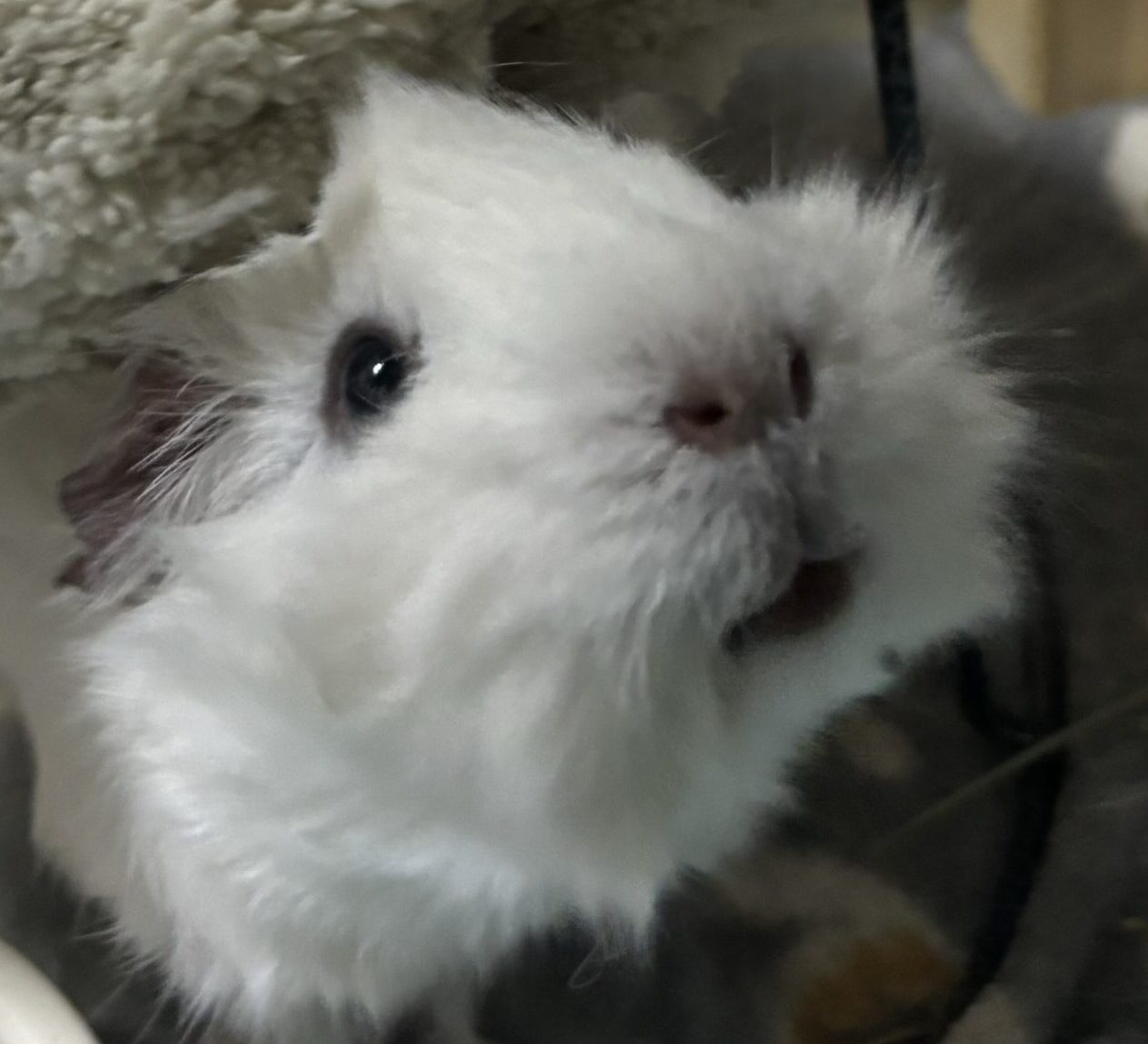 こころみたすペット思い出セレモニーにて葬儀したペットちゃん | わたあめちゃん