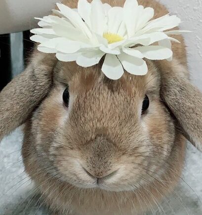 こころみたすペット思い出セレモニーにて葬儀したペットちゃん | チョコくん