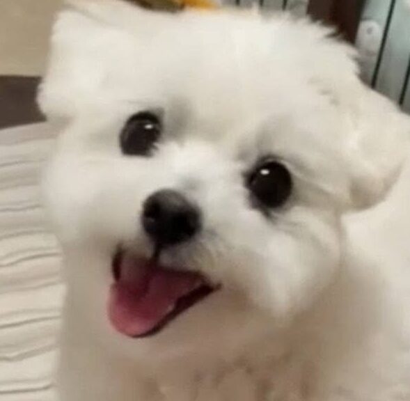 こころみたすペット思い出セレモニーにて葬儀したペットちゃん | ふうたくん