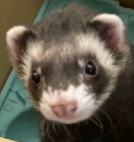 こころみたすペット思い出セレモニーにて葬儀したペットちゃん | はなちゃん
