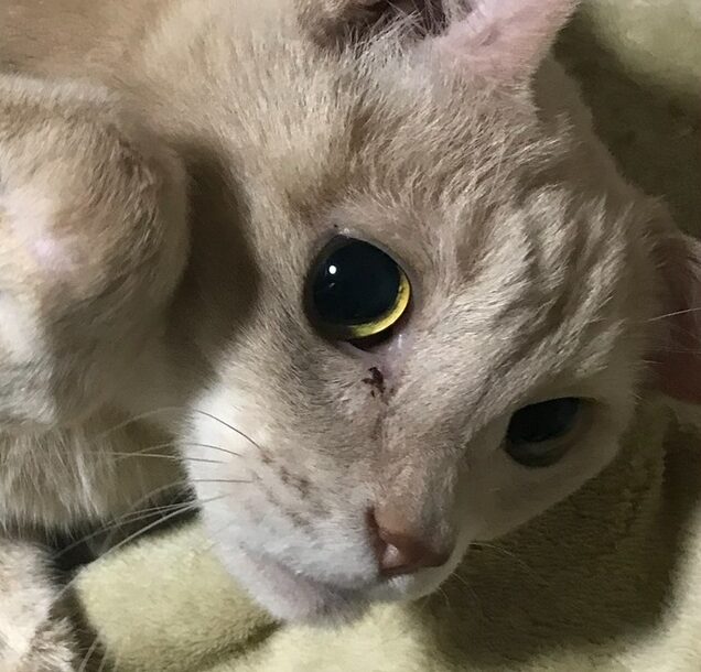 こころみたすペット思い出セレモニーにて葬儀したペットちゃん | れおくん