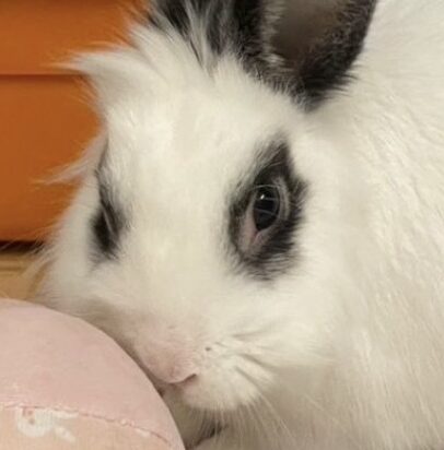 こころみたすペット思い出セレモニーにて葬儀したペットちゃん | ソラくん