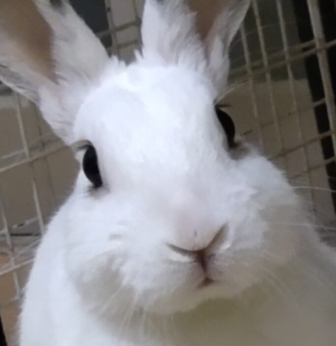 こころみたすペット思い出セレモニーにて葬儀したペットちゃん | 大福くん