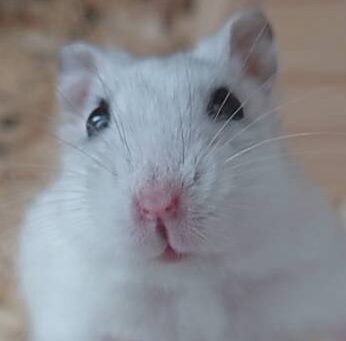 こころみたすペット思い出セレモニーにて葬儀したペットちゃん | だんごちゃん