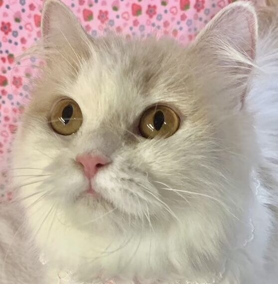 こころみたすペット思い出セレモニーにて葬儀したペットちゃん | のんたんちゃん