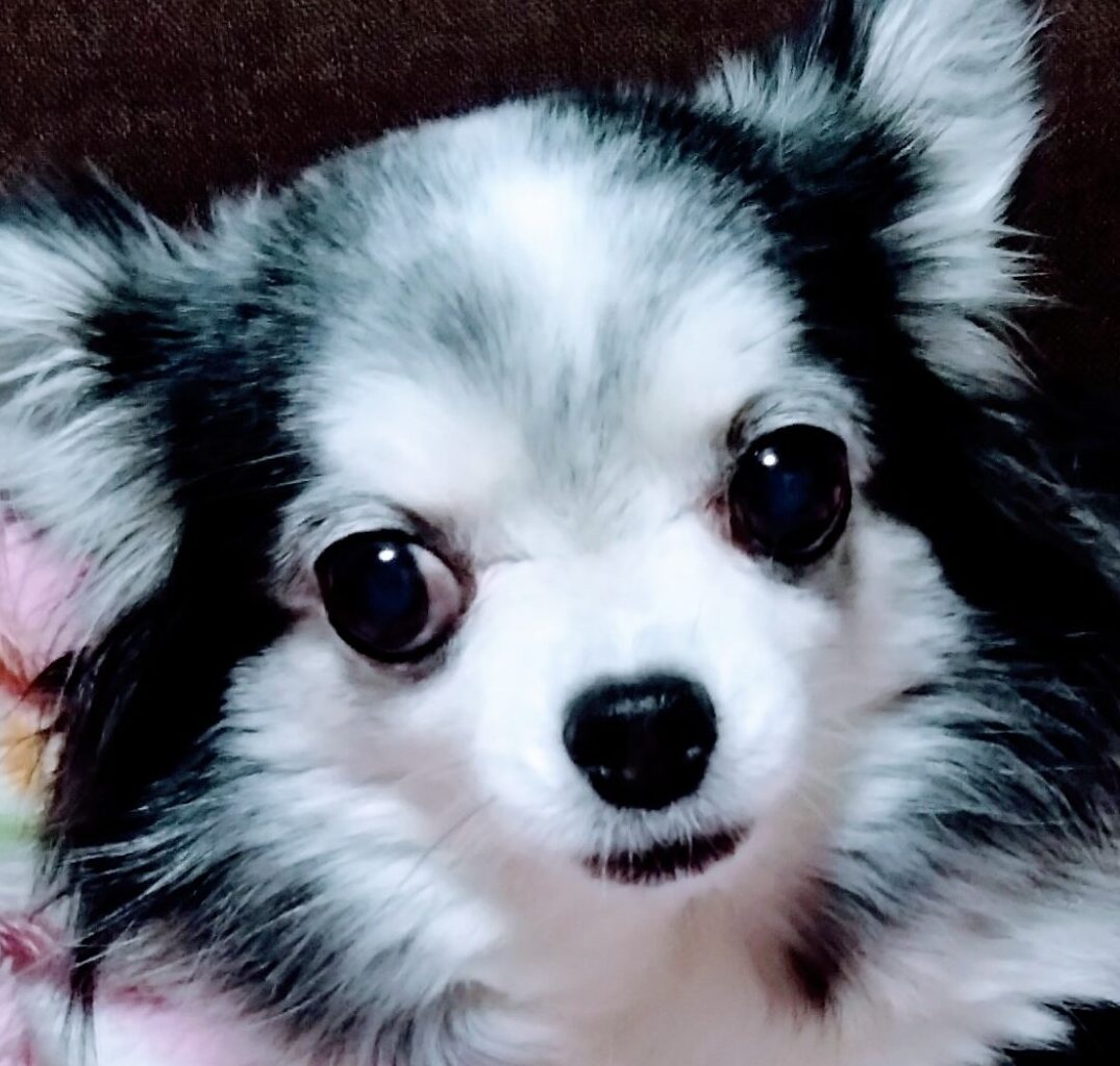 こころみたすペット思い出セレモニーにて葬儀したペットちゃん | ココアちゃん