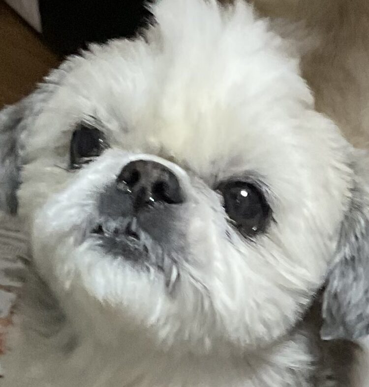 こころみたすペット思い出セレモニーにて葬儀したペットちゃん | ななちゃん