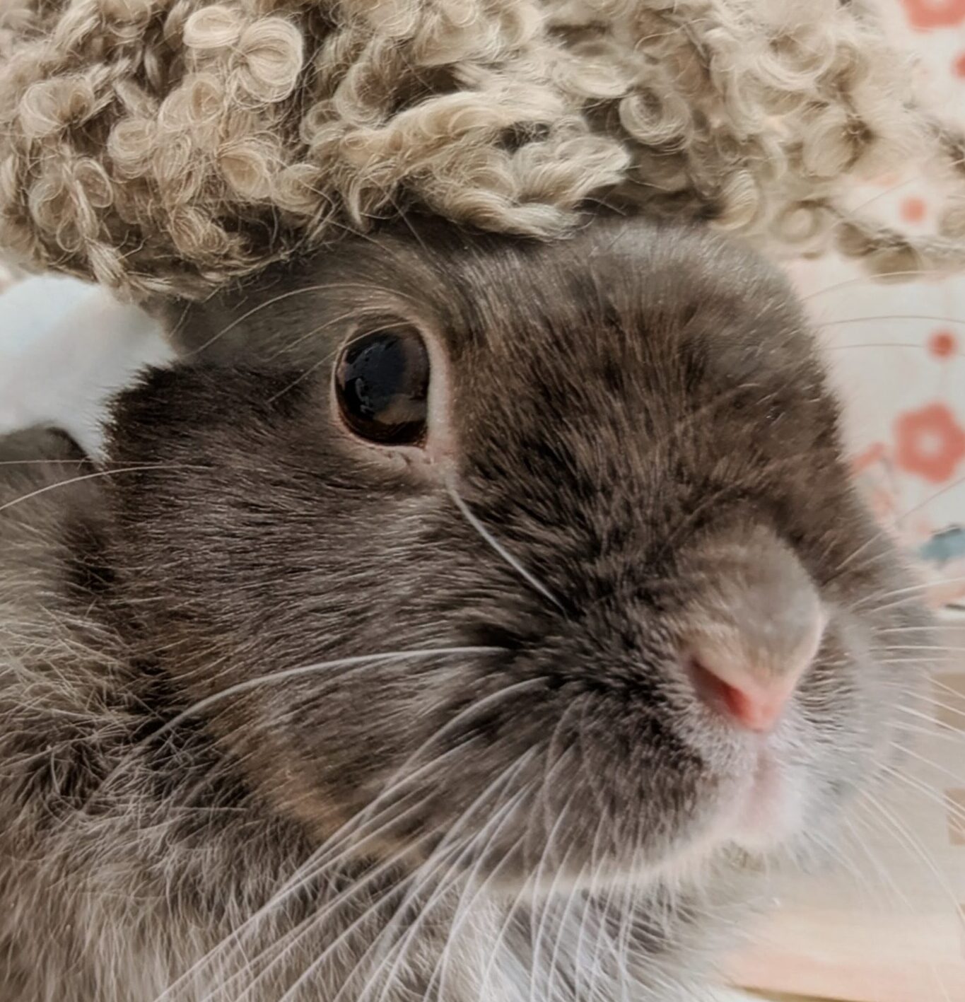こころみたすペット思い出セレモニーにて葬儀したペットちゃん | ジャスティスちゃん