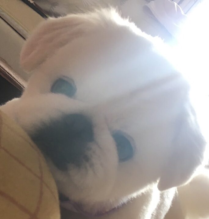 こころみたすペット思い出セレモニーにて葬儀したペットちゃん | こたろくん