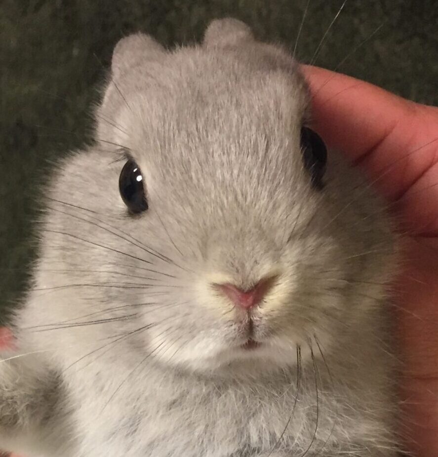 らぱんちゃん | こころみたす ペット思い出セレモニー