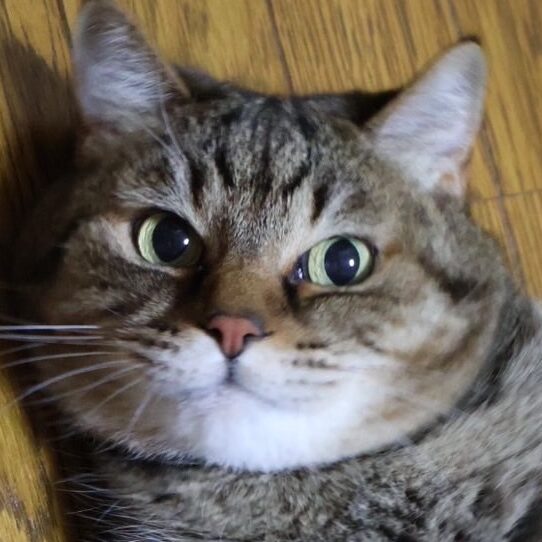 こころみたすペット思い出セレモニーにて葬儀したペットちゃん | シロちゃん