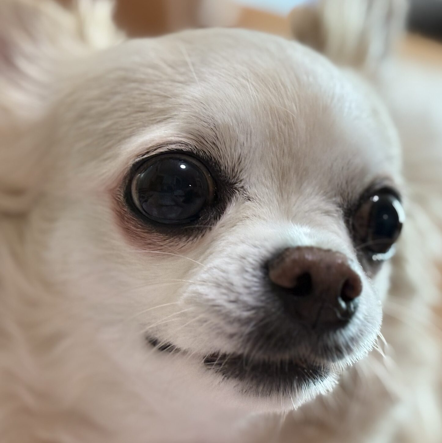 こころみたすペット思い出セレモニーにて葬儀したペットちゃん | メルちゃん