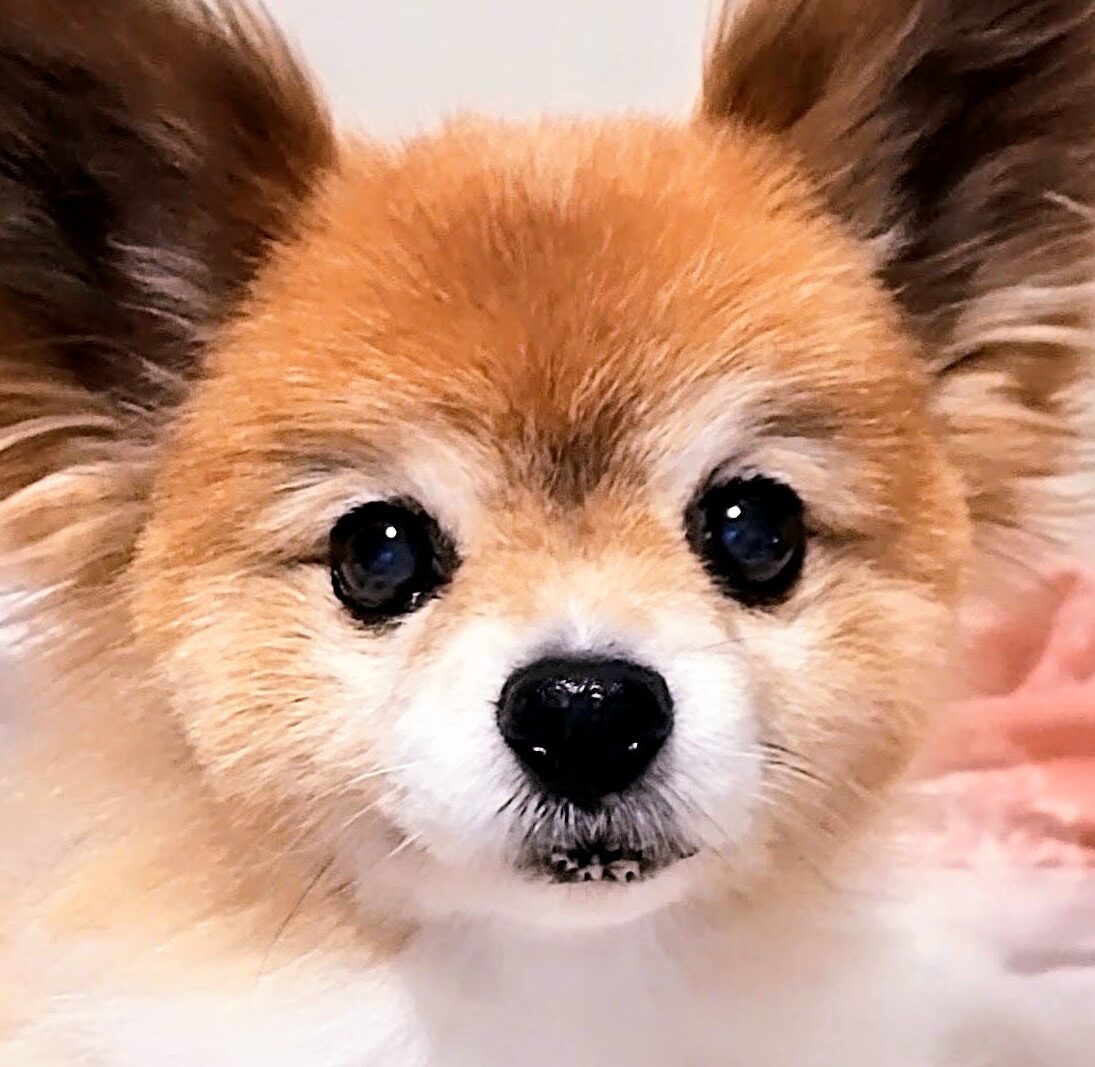 ベリーくん | こころみたす ペット思い出セレモニー