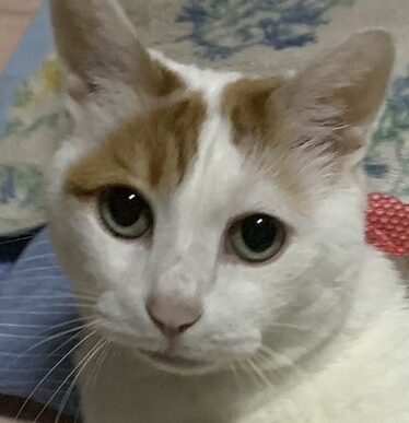 こころみたすペット思い出セレモニーにて葬儀したペットちゃん | イングリッドちゃん