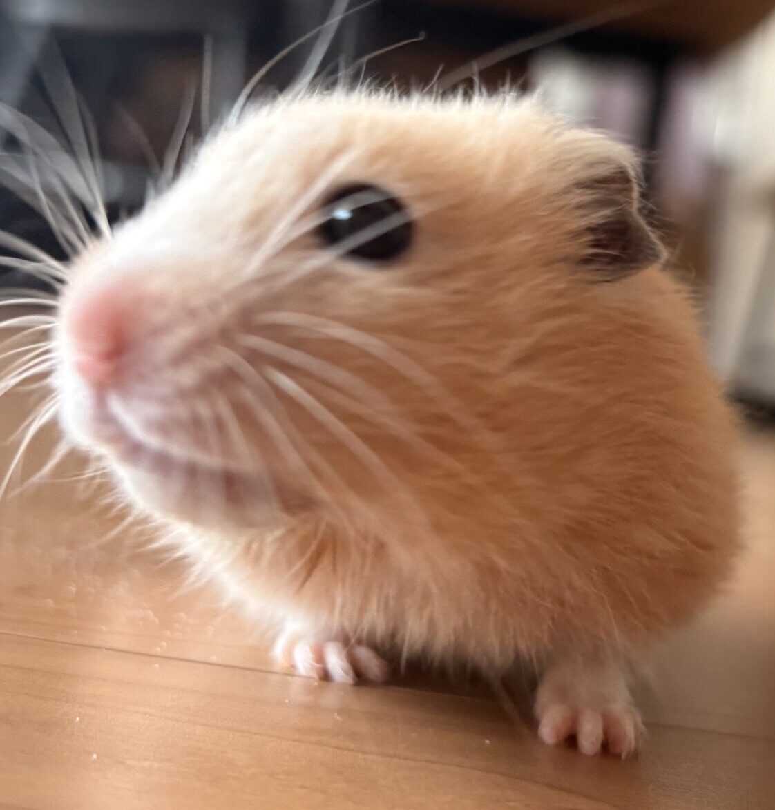こころみたすペット思い出セレモニーにて葬儀したペットちゃん | キムチちゃん