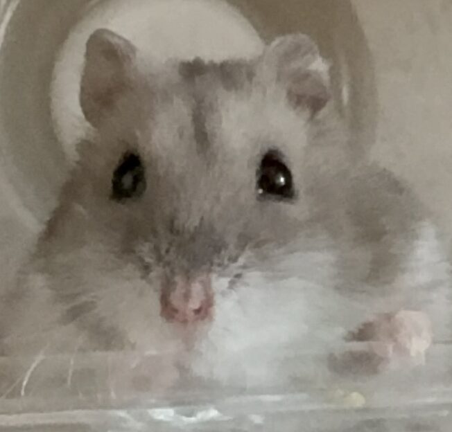 こころみたすペット思い出セレモニーにて葬儀したペットちゃん | ぷんぷんちゃん