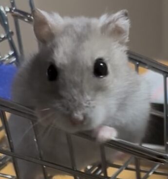 こころみたすペット思い出セレモニーにて葬儀したペットちゃん | おもちちゃん